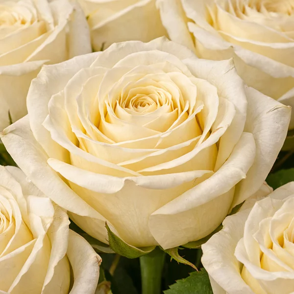 Кремовые ноты - букет белых роз